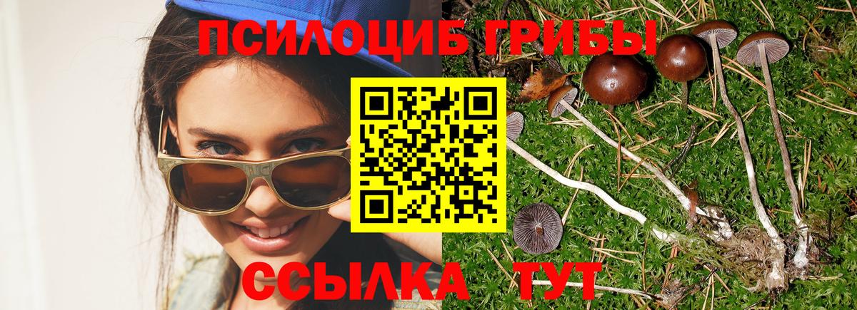 Гурьевск  Псилоцибиновые грибы мицелий  Вход с VPN 